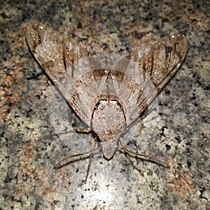 Butterfly of Indian state Uttarakhand