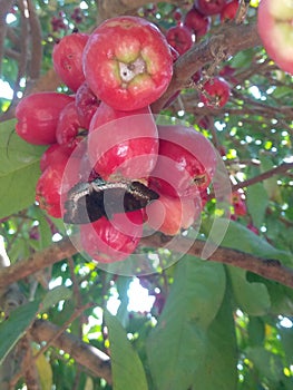 butterfly-infested jamaica guava tree