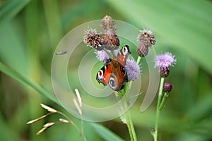 Butterfly and insect