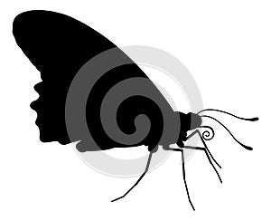 Butterfly Insect Animal Silhouette