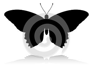 Butterfly Insect Animal Silhouette