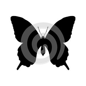 Butterfly insect black silhouette animal