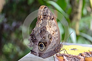 Butterfly, insect. Day butterfly Satyr Borovoy. Marigolds They live in Europe. Macro photography, portrait of a butterfly from clo photo