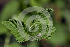 butterfly insect eggs on green leaf close-up on nature blur background