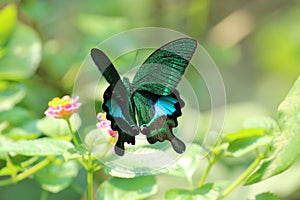 Butterfly, insect, flower & plants, wild life in Hong Kong