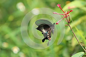 Butterfly, insect, flower & plants, wild life in Hong Kong