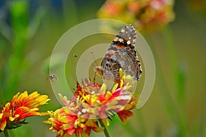 A butterfly with an insect in a garden at Agartala,Tripura,India