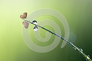 Butterfly, insect, macro, nature, animal, wildlife, bokeh, mammals, smallworld, indonesia,