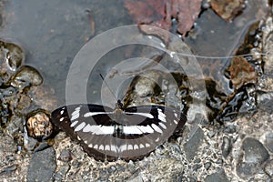 Butterfly -insect