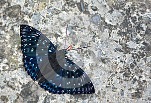 Butterfly -insect