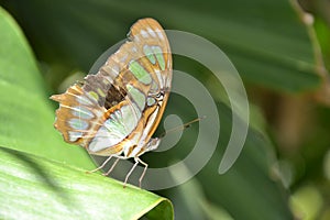 Butterfly insects macro tropics Yucatan Mexico