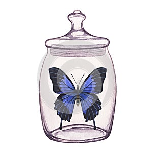 Butterfly inside transparent glass jar. Hand-drawn watercolor illustration isolated on white background. For postcards