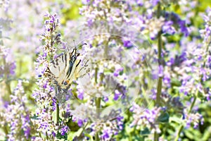 Butterfly Iphiclides podalirius with wings with a pattern, on a lilac flower of an ornamental garden plant. Summer beautiful
