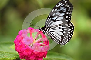 Butterfly on the Island of Bohol photo