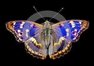 Butterfly isolated on black. Purple emperor butterfly Apatura iris isolated on a black background