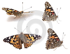 Butterfly isolated on white