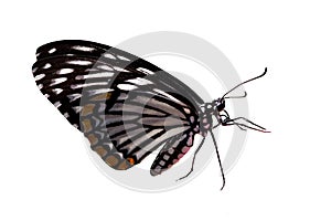 Motýľ izolované na bielom pozadí 