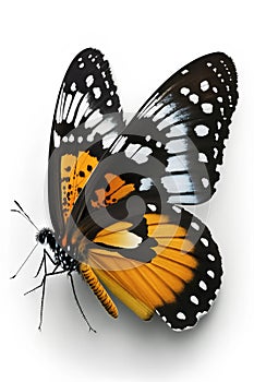 Butterfly isolated on white background with clipping path. 3D illustration