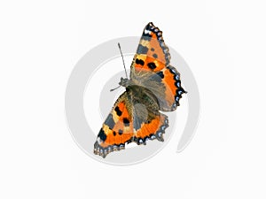 Butterfly isolated White Background image