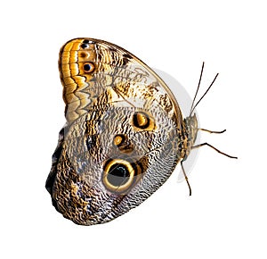 Butterfly isolated on white background. Morpho helenor peleides photo