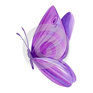 butterfly on isolated white background, watercolor illustration, purple butterfly