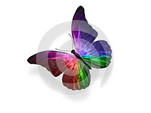 butterfly isolated on white background. wings with purple, blue, green, red