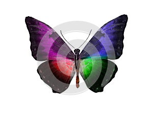 butterfly isolated on white background. wings with purple, blue, green, red