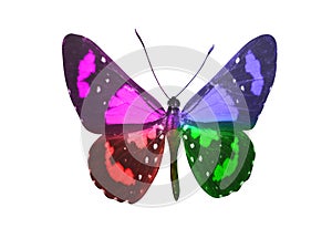 butterfly isolated on white background. wings with purple, blue, green, red