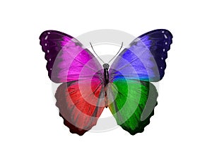 butterfly isolated on white background. wings with purple, blue, green, red