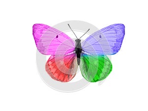 butterfly isolated on white background. wings with purple, blue, green, red