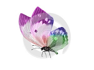 butterfly isolated on white background. wings with purple, blue, green, red