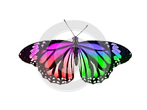 butterfly isolated on white background. wings with purple, blue, green, red