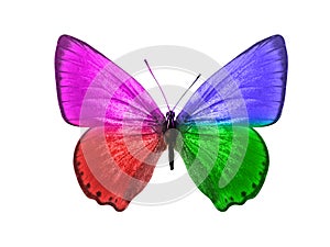 butterfly isolated on white background. wings with purple, blue, green, red