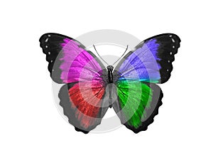 butterfly isolated on white background. wings with purple, blue, green, red