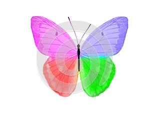 butterfly isolated on white background. wings with purple, blue, green, red