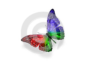 butterfly isolated on white background. wings with purple, blue, green, red