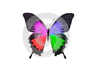 butterfly isolated on white background. wings with purple, blue, green, red