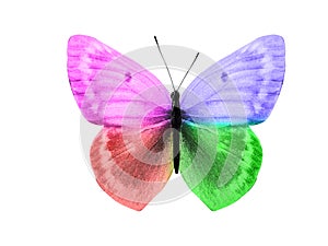 butterfly isolated on white background. wings with purple, blue, green, red