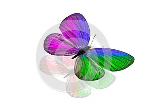 butterfly isolated on white background. wings with purple, blue, green, red