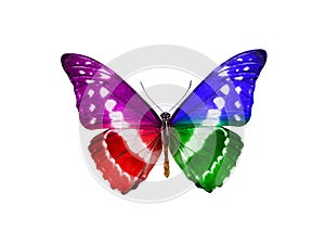 butterfly isolated on white background. wings with purple, blue, green, red