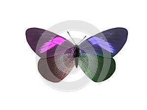 butterfly isolated on white background. wings with purple, blue, green, red