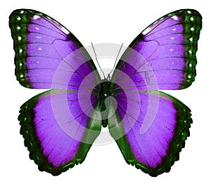 Butterfly isolated on white. Beautiful violet purple Morpho macro. For design, art, textile, print. Insects. photo