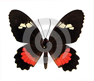 Butterfly isolated on white. Red black butterfly Parides arcas close up. Papilionidae. Collection butterflies.