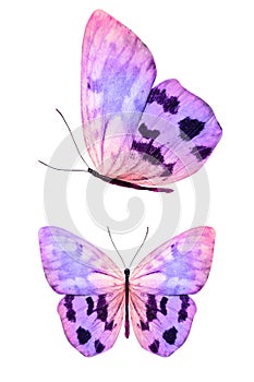 butterfly isolated on white. wings with purple and pink color