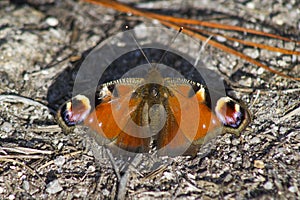 Butterfly with its camouflage