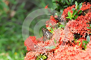 butterfly on Ixora chinensis Lamk, Ixora spp or Zephyranthes or West Indian Jasmine