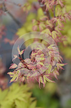 Butterfly Japanese Maple