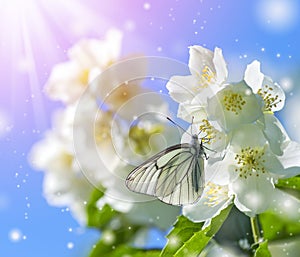 Butterfly on Jasmine