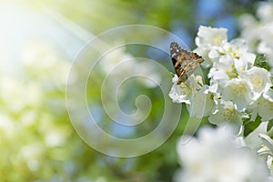 Butterfly on Jasmine