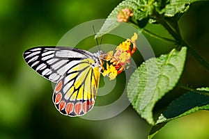 Butterfly Jezebel or Delias eucharis on Lantana flowers with green bokeh background